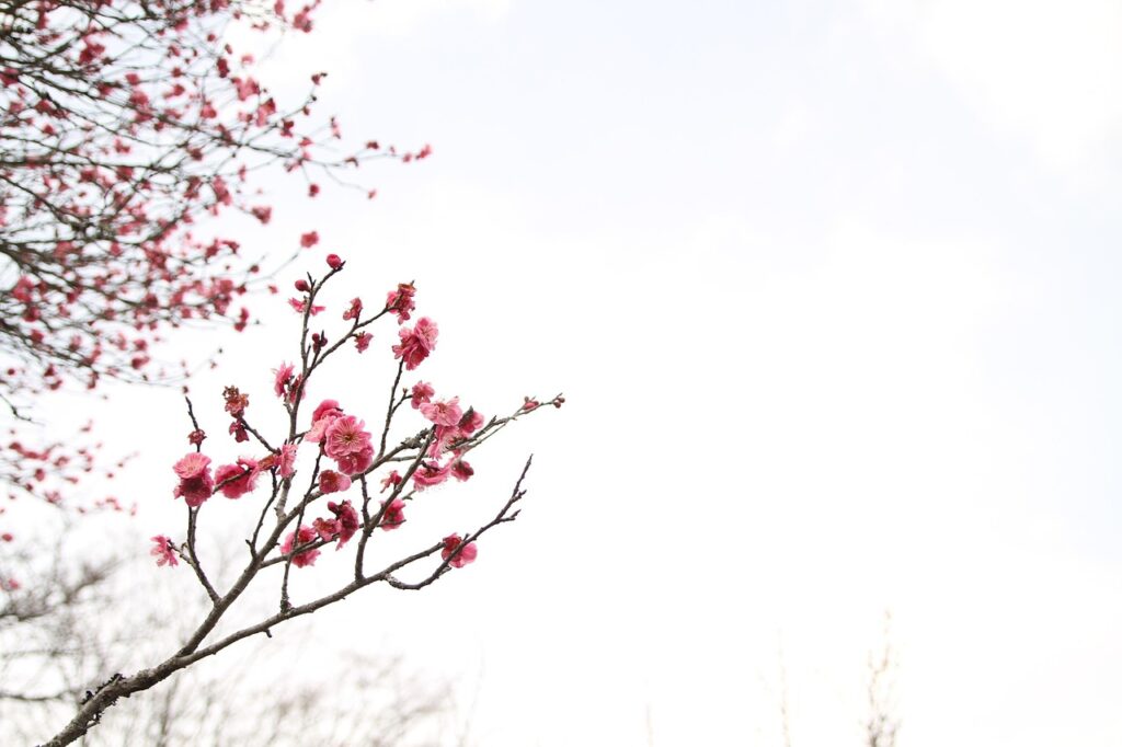 japan peace park, march, plum blossom, march, march, march, march, march, plum blossom, plum blossom